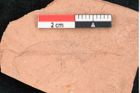 Foto (Detailansicht) von Plantae indet.  (NHMW-GEO-2024-0188-8055)